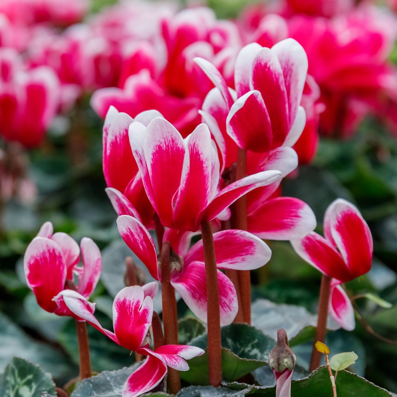 Cyclamen rose et blanc