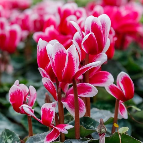 Cyclamens rose fushia