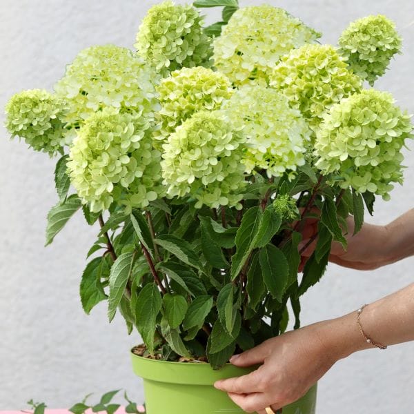 Hortensias vertes