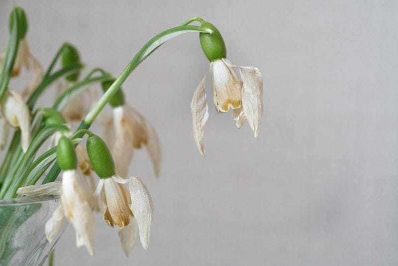 Fleurs aux pétales fanés