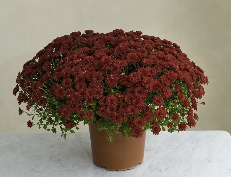 Chrysanthèmes rouges en pot, fleurs qui ne gèlent pas en hiver