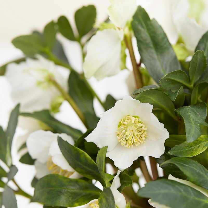 Hellebore blanc et son feuillage