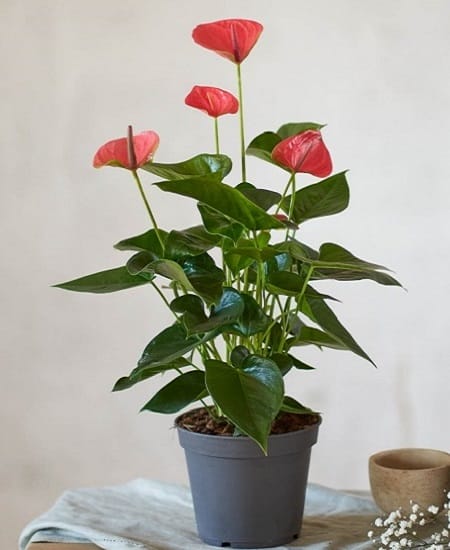 Anthurium en pot