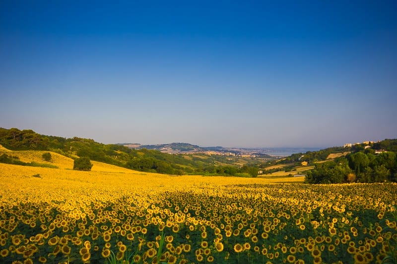 Champ de fleurs de tournesol