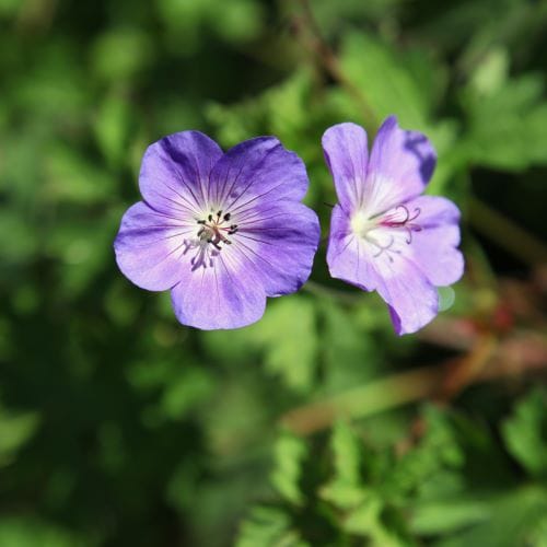 Geranium vivace rozanne