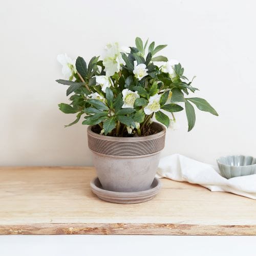 Hellebore en pot