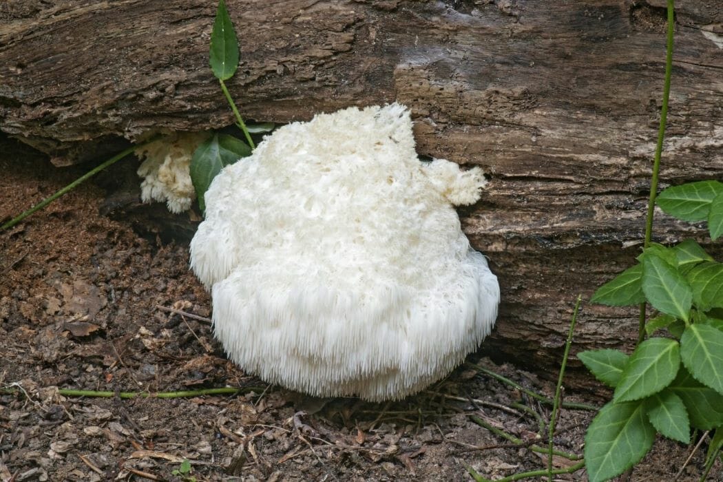 Kit de Culture de Champignon Hydne Hérisson – Le Petit Champi