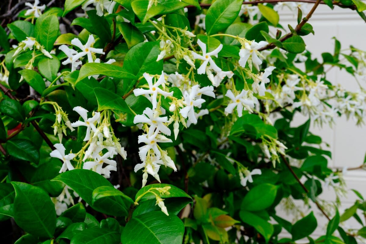 Faux jasmin ou Trachelospermum : une longue floraison étoilée