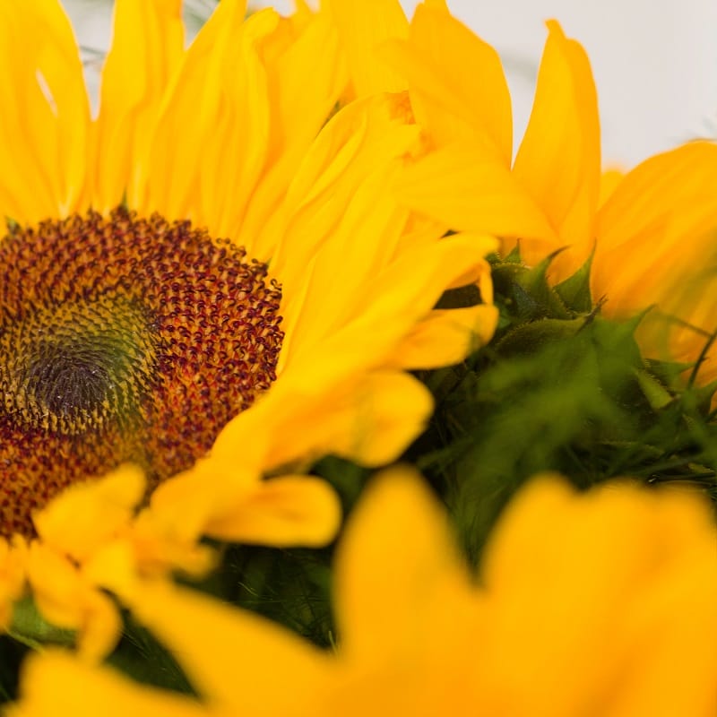 Tournesols en gros plan