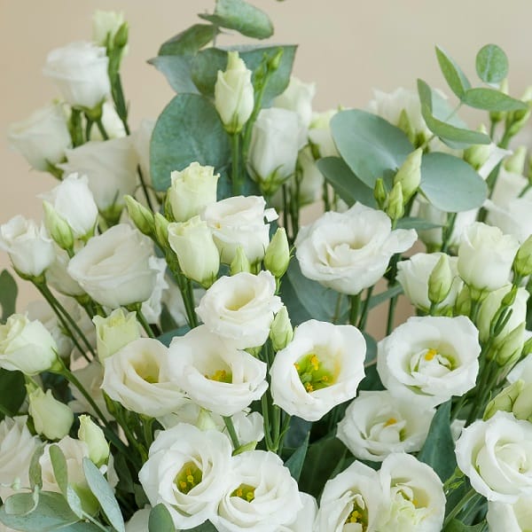 Lisianthus blanc