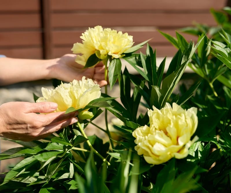 Personne s'occupant de pivoines