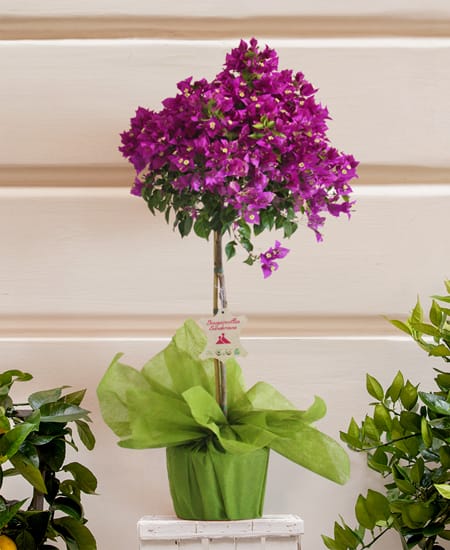 Bougainvillier violet en pot prêt à offrir