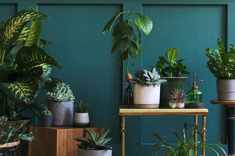 une collection de plantes, succulentes, monstera, dans un salon vintage