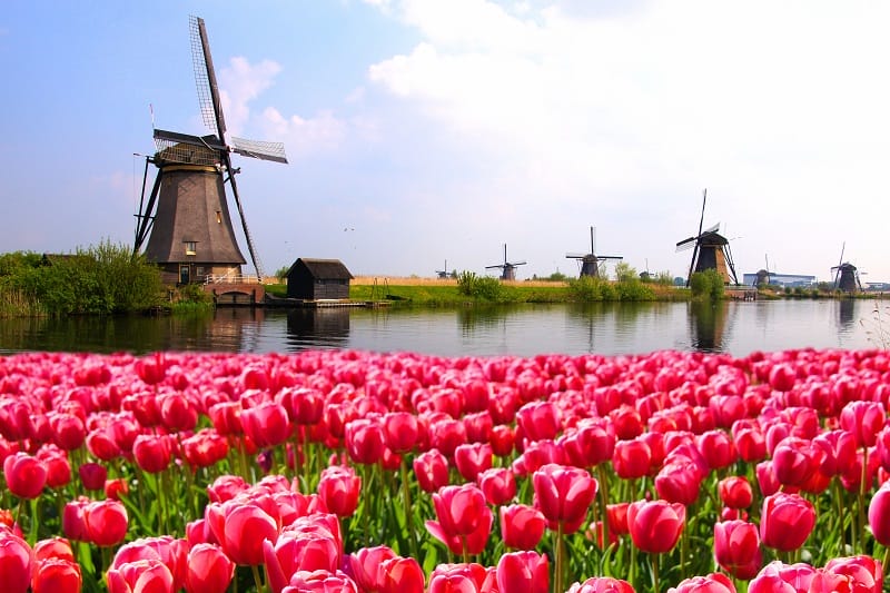 Champ de tulipes roses devant des moulins en Hollande