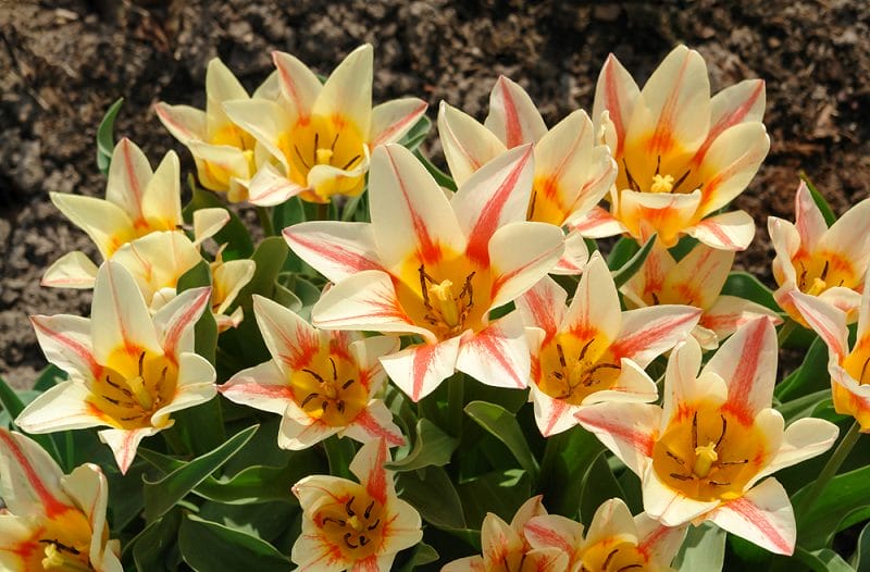 Tulipes jaunes et orange