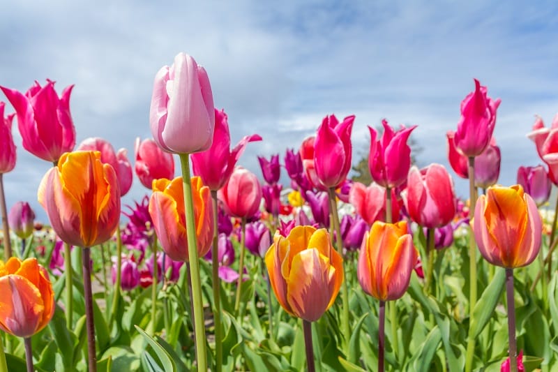 Champ de tulipes en Provence