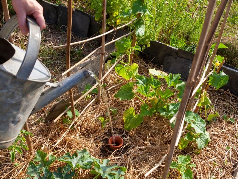 Oyas à enterrer au jardin pour arroser ses plantes