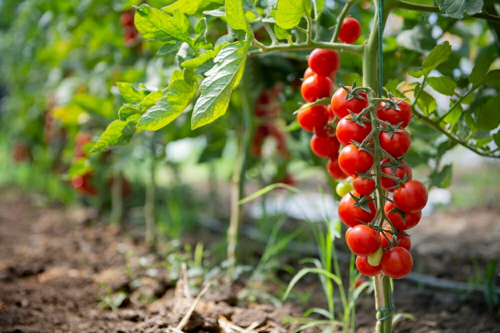 Tomate cerise : plantation, entretien - Côté Maison