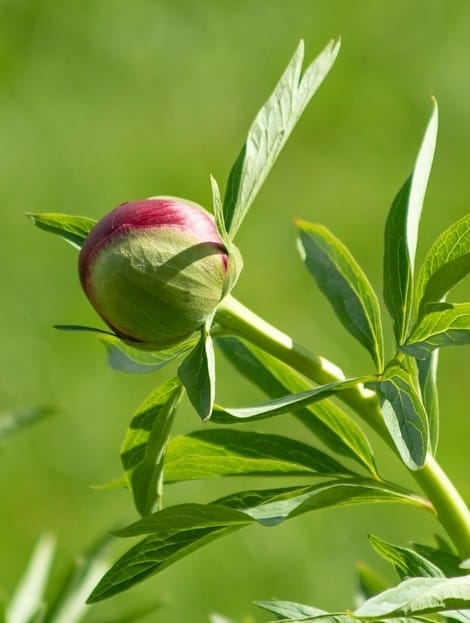 Bourgeon de pivoine