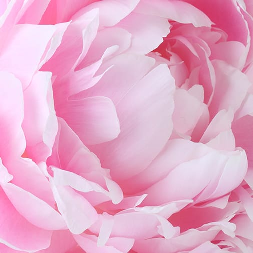 Pétales d'une pivoine rose en pleine floraison