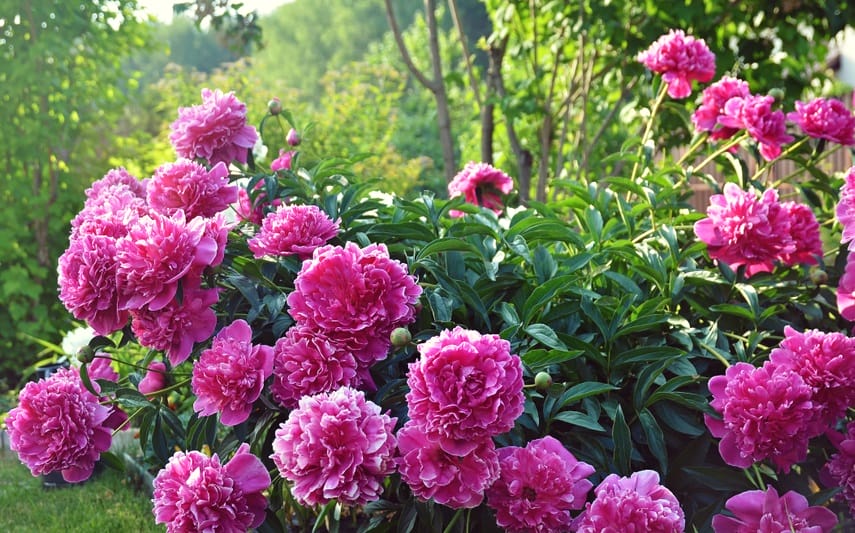 Belles pivoines dans un jardin