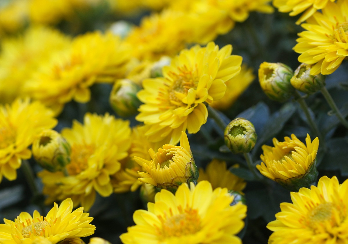 Chrysanthèmes jaunes, plantes idéales pour le cimetière en hiver