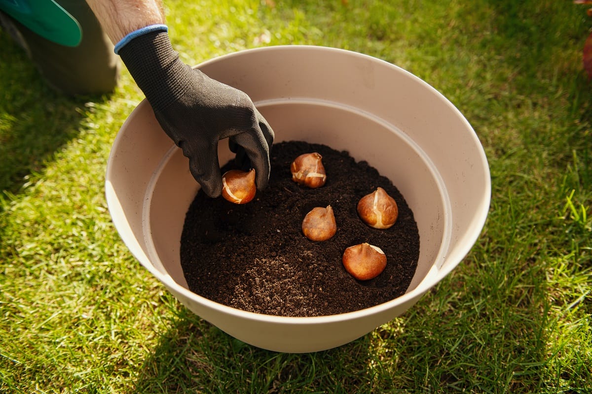 Homme en train de planter des bulbes de tulipes dans un pot