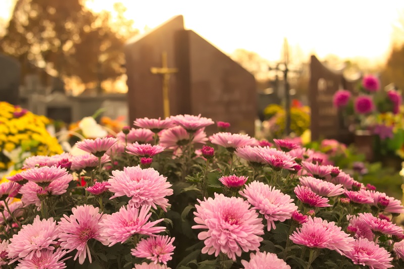 Fleurs roses dans un cimetière