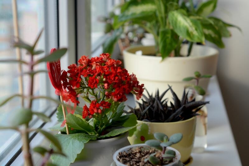 10 plantes grasses à fleurs pour intérieur et extérieur - Interflora