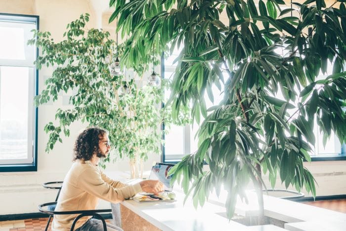 Plantes pour un bureau ensoleillé