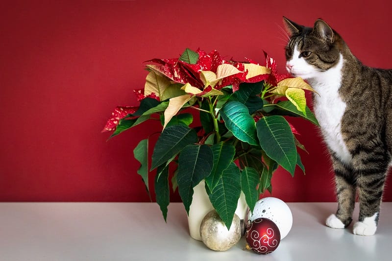 Chat reniflant un poinsettia