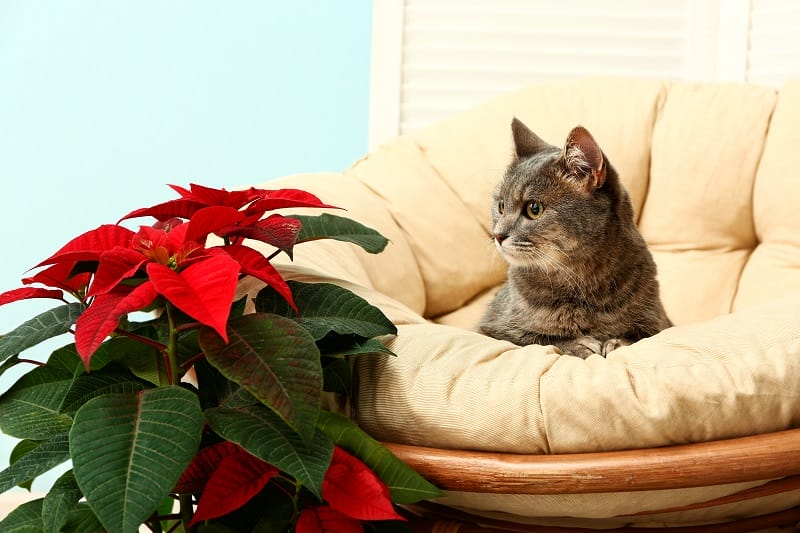 Chat couché regardant un poinsettia