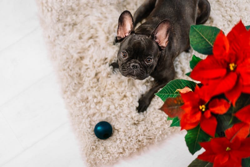 Petit chien noir à côté d'un poinsettia