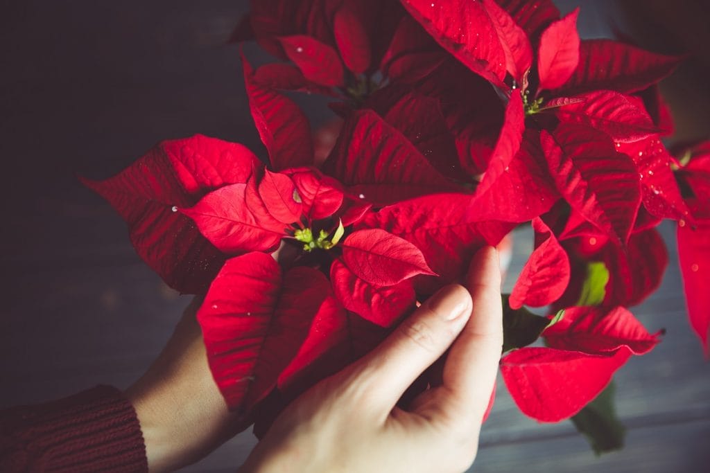 Bractées d'un poinsettia rouge