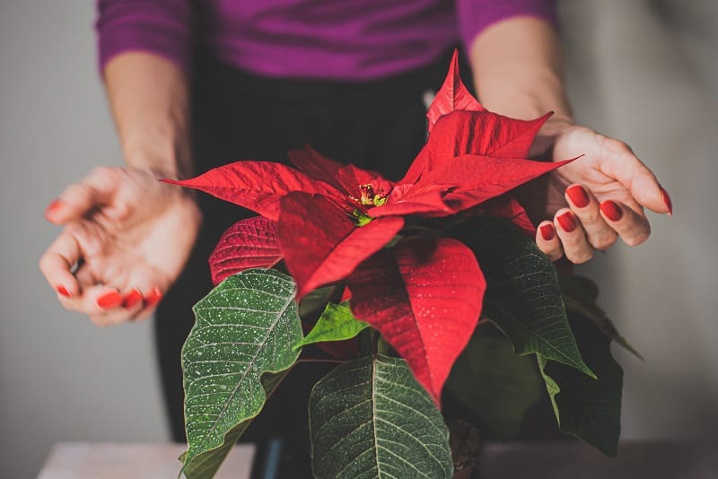 Femme qui prend soin d'un poinsettia