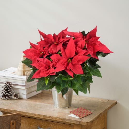 Poinsettia rouge de Noël