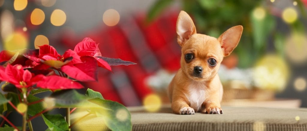 Petit chien couché à côté d'un poinsettia