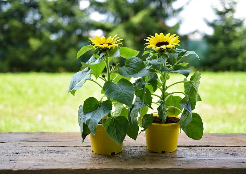 2 pots de tournesol