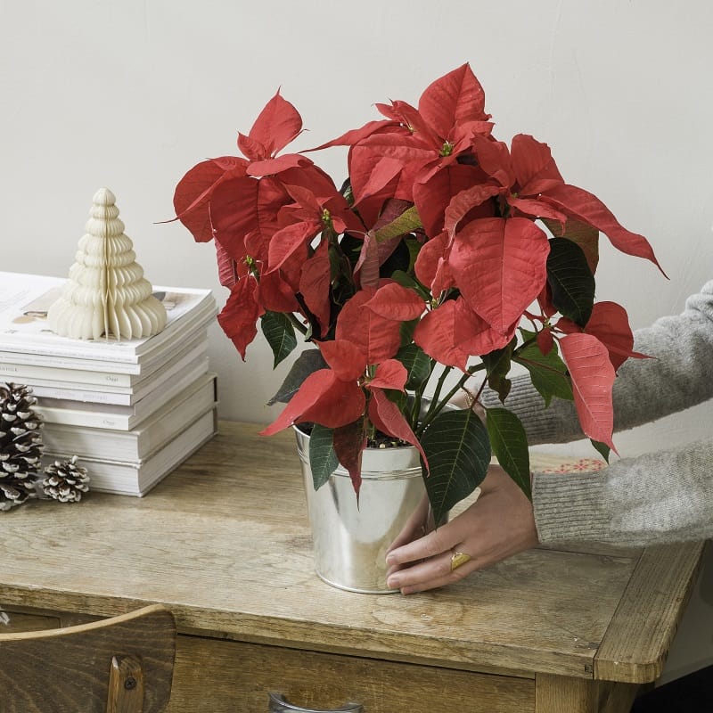 Belle poinsettia rouge en pot déposé sur un bureau