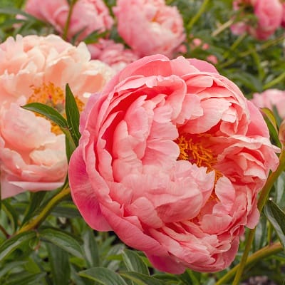 Pivoine corail en train de s'ouvrir