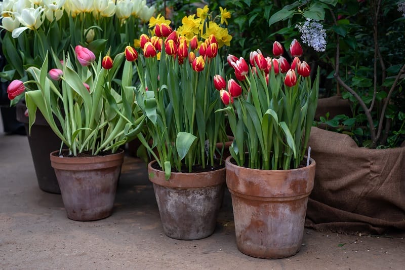 Tulipes en pot