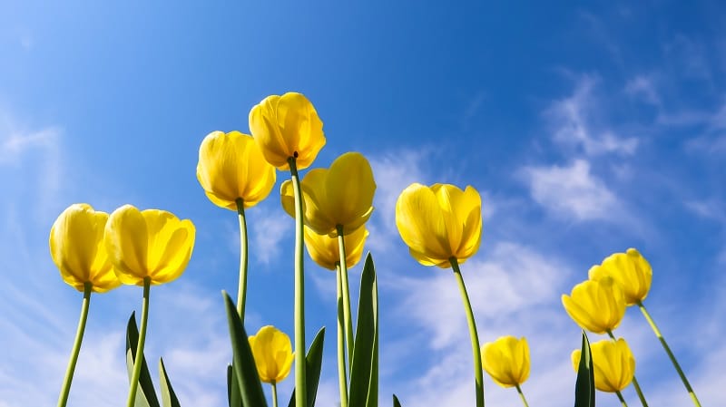 Tulipes jaunes avec un beau ciel bleu