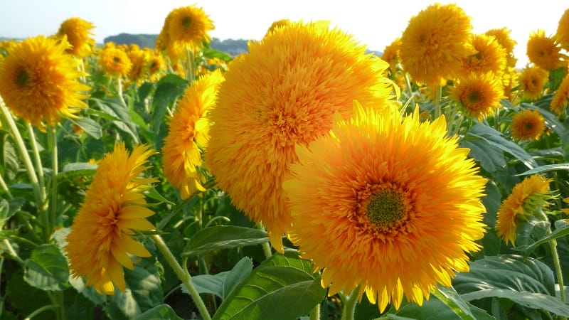 Tournesols éclairés par le soleil