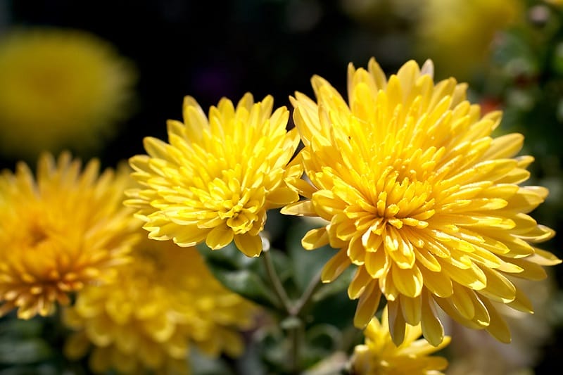 Chrysanthèmes jaunes fleuris