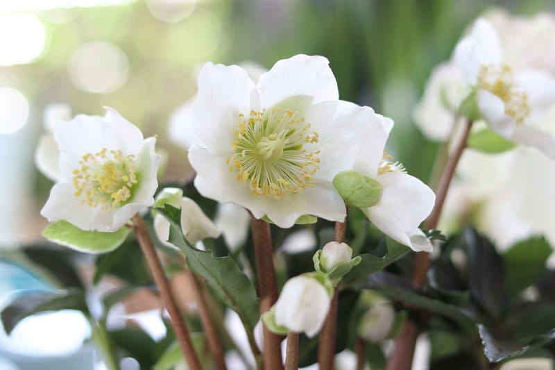 Roses de Noël blanches