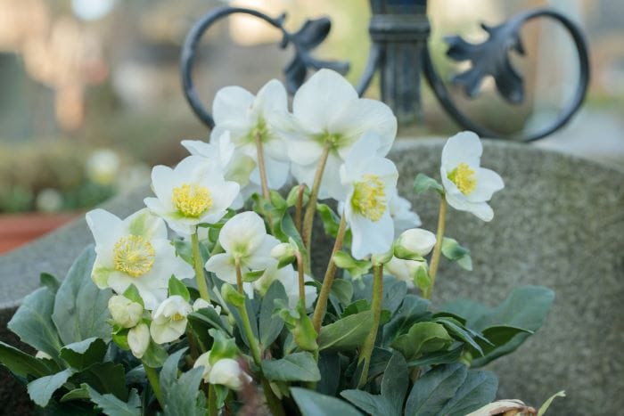 Composition avec rose de Noël pour cimetière