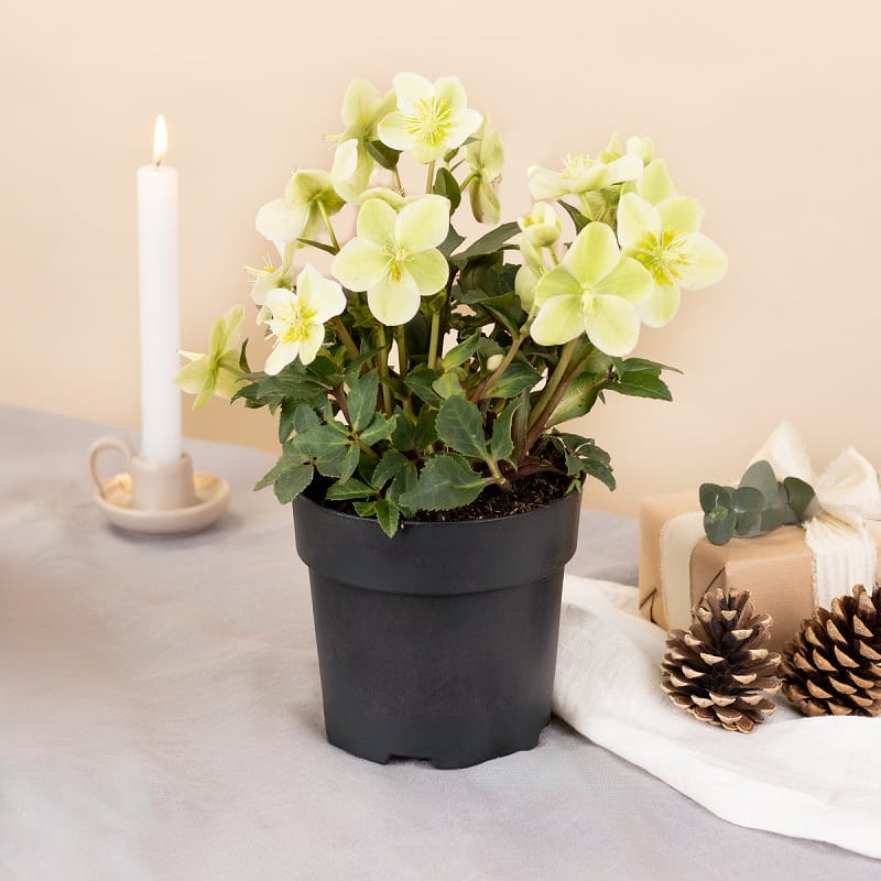 Roses de Noël en pot avec des décorations d'hiver autour (pommes de pin, bougies, cadeau)