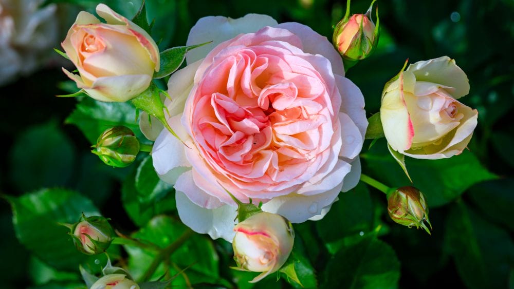 Rosier avec des roses multi couleur.