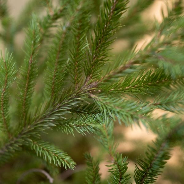 Sapin de Noël naturel