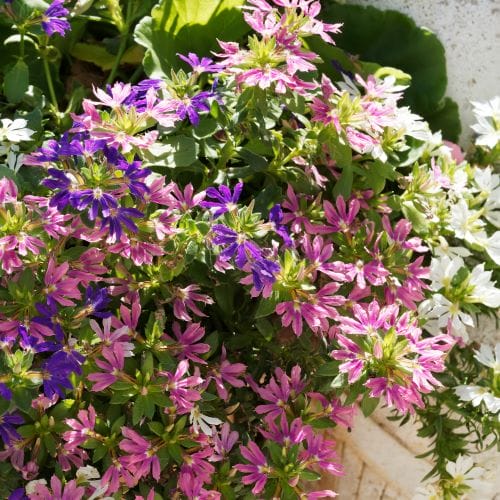 Scaevola suspendue